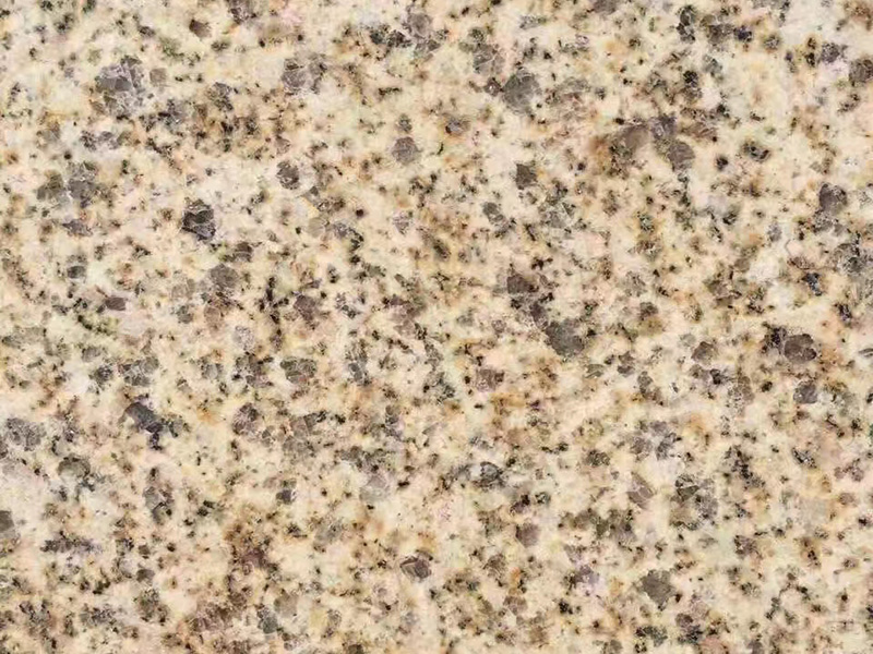 黄金麻大黄光面
